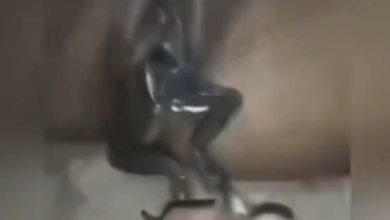 frog in her pussy